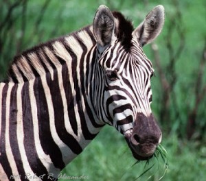 Zebra Question